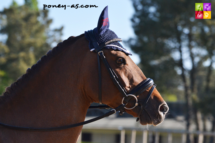 Mad du Bosc - ph. Poney As