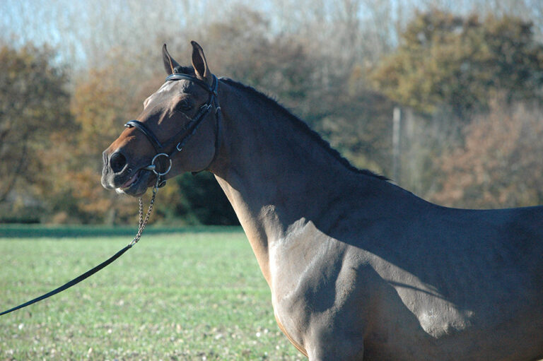 Tinotauros de Florys - ph. coll. Privée