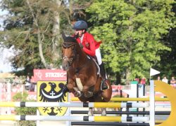Karim van Orchid’s, étalon poney distribué par Florys Génétique
